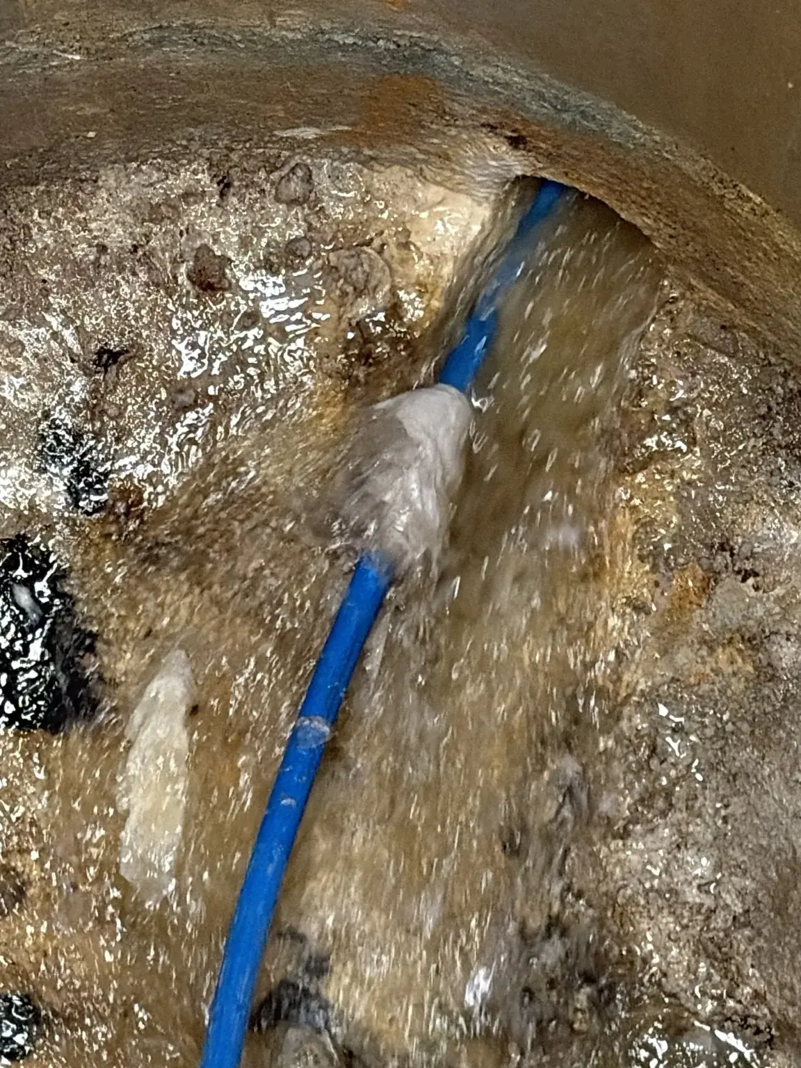 Root Removal Root Removal